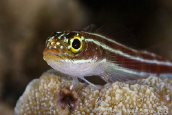 Portrait of Striped Threefin.  Ningaloo Reef, Western Aus... by Ross Gudgeon 